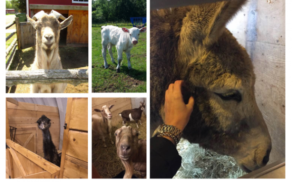Visite du Big sky ranch animal sanctuary **COMPLET**