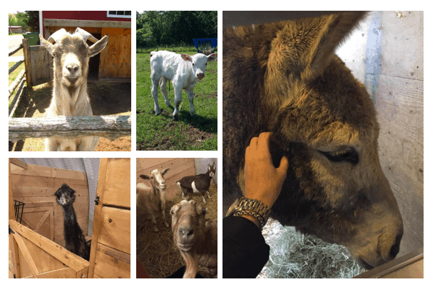 Visite du Big sky ranch animal sanctuary **COMPLET**