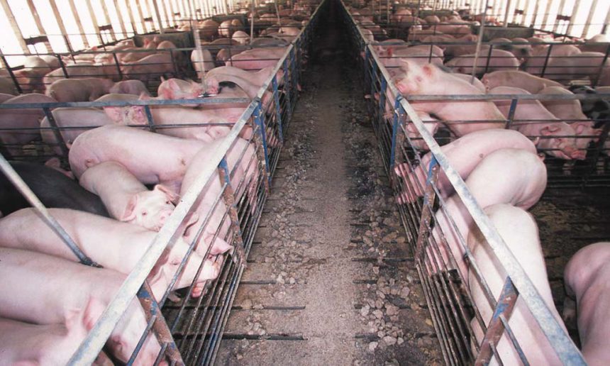 Élevage industriel de porcs nourris