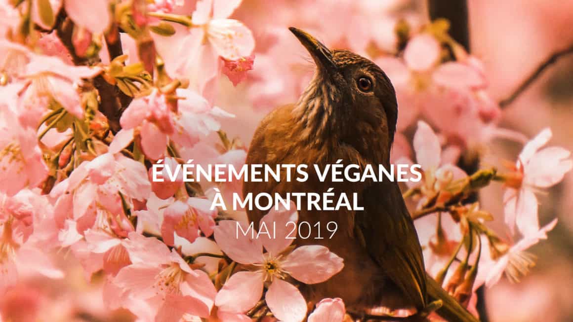Les évènements véganes de mai 2019 à Montréal