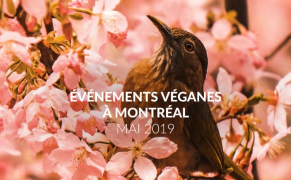 Les évènements véganes de mai 2019 à Montréal