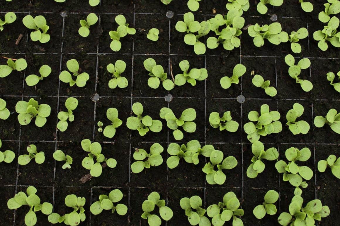 L’après-COVID : vers une autonomie alimentaire?