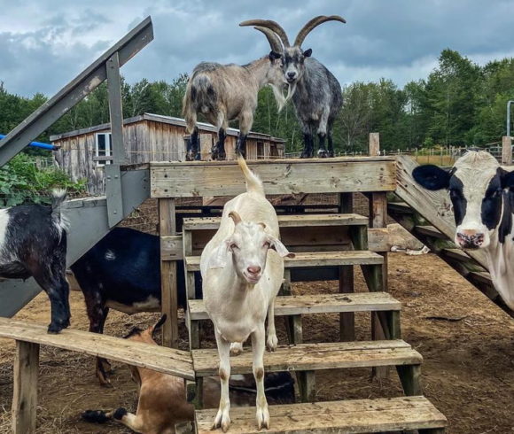 Organisme en vedette : Le Penny Lane Farm Sanctuary