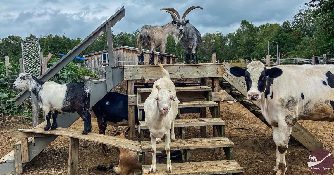 Organisme en vedette : Le Penny Lane Farm Sanctuary